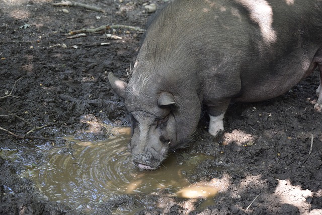 像范迪克这 像范迪克这